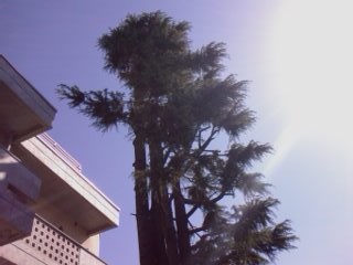 f:id:itokoichi:20080401111933j:image f:id:itokoichi:20080401111933j:image