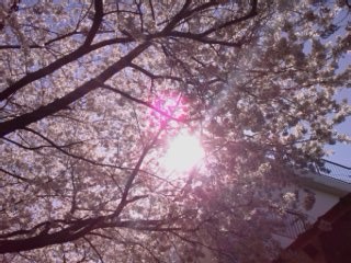 f:id:itokoichi:20080401111935j:image f:id:itokoichi:20080401111935j:image