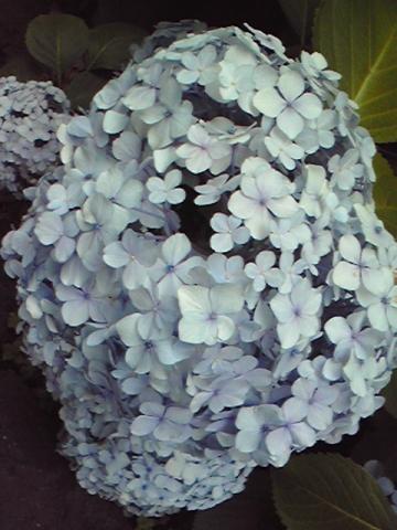 f:id:itokoichi:20080628123427j:image:w240