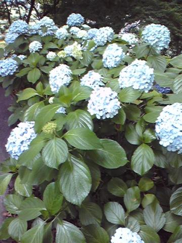 f:id:itokoichi:20080628123454j:image:w240