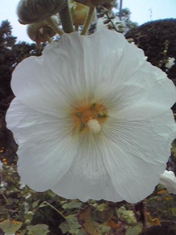 f:id:itokoichi:20080628123538j:image:w240