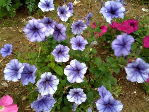 f:id:itokoichi:20080726190608j:image