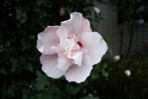 f:id:itokoichi:20080927230851j:image