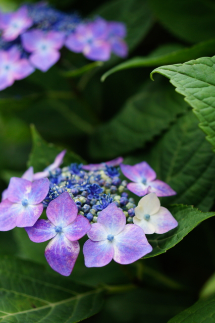 f:id:itokoichi:20120614225524j:image f:id:itokoichi:20120614225524j:image