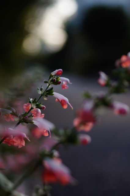f:id:itokoichi:20121031223312j:image:w240