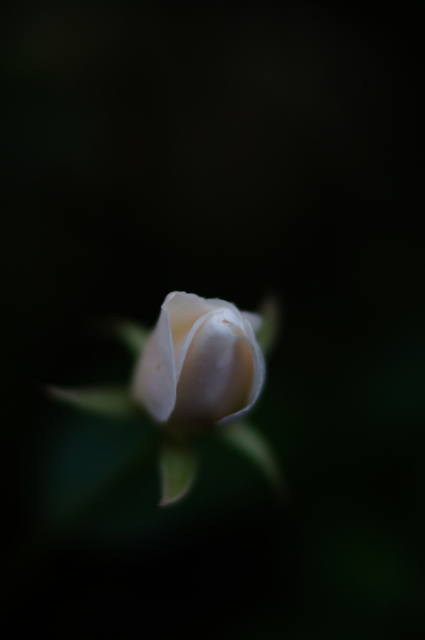 f:id:itokoichi:20121031223318j:image