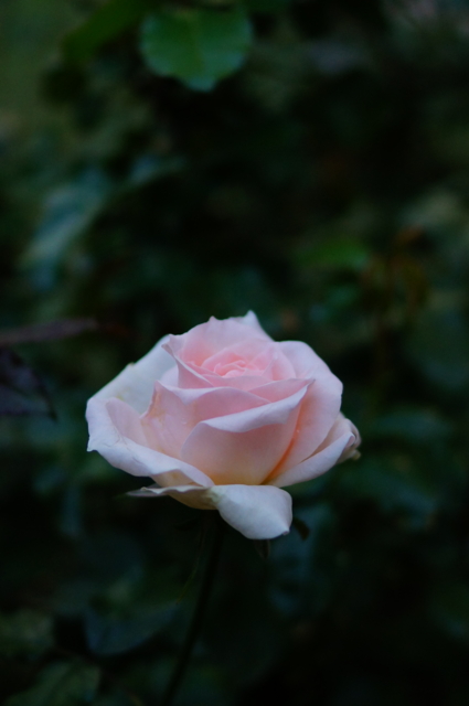 f:id:itokoichi:20121031223320j:image:w240