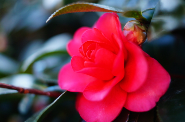 f:id:itokoichi:20130108090955j:image:w320