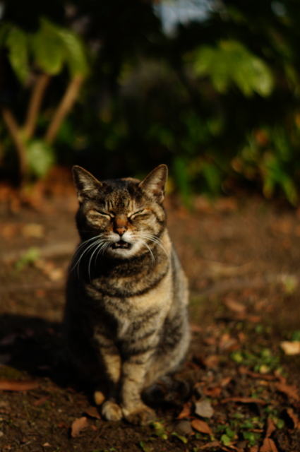 f:id:itokoichi:20130109133147j:image:w240