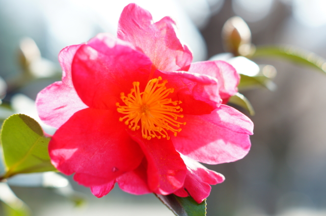 f:id:itokoichi:20130109133752j:image:w320