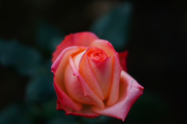 f:id:itokoichi:20130109134051j:image:w320