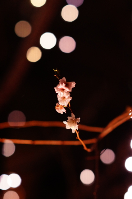 f:id:itokoichi:20130130201621j:image:w240