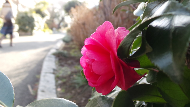 f:id:itokoichi:20130222081212j:image:w320 f:id:itokoichi:20130222081212j:image:w320