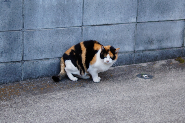 f:id:itokoichi:20130407175609j:image:w320