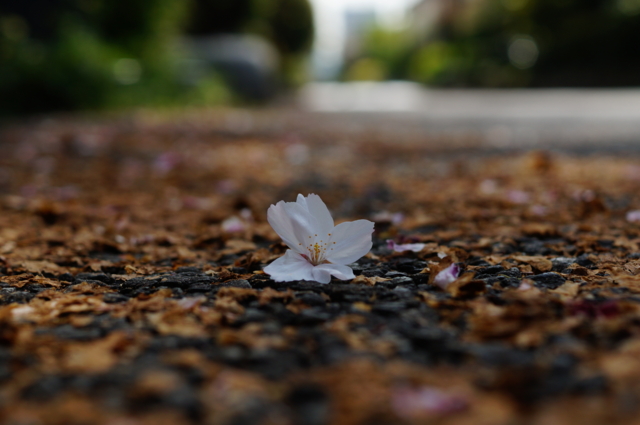 f:id:itokoichi:20130409085929j:image:w320