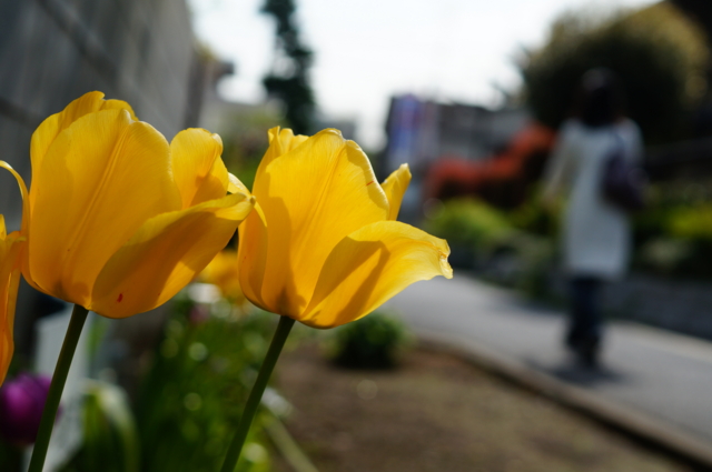 f:id:itokoichi:20130409090106j:image:w320