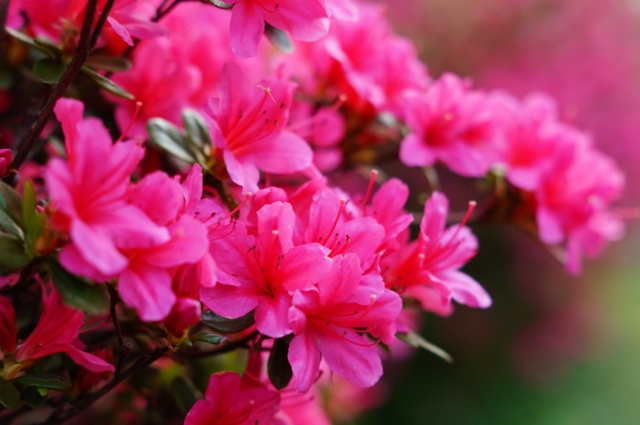 f:id:itokoichi:20130410071715j:image:w320