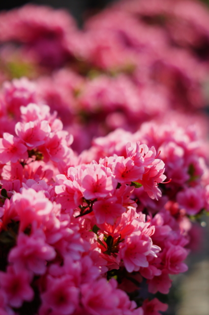 f:id:itokoichi:20130410072311j:image:w240