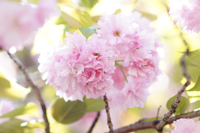 f:id:itokoichi:20130413110718j:image