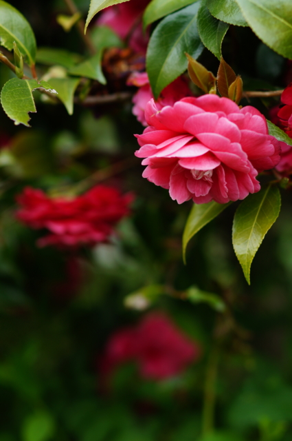 f:id:itokoichi:20130420101247j:image:w240