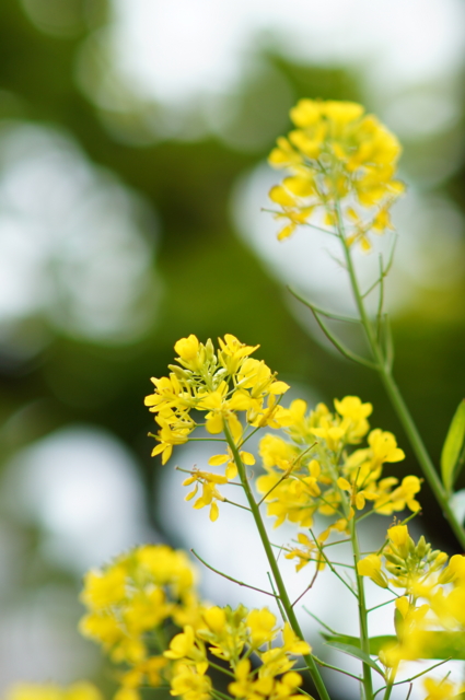 f:id:itokoichi:20130420102238j:image:w240