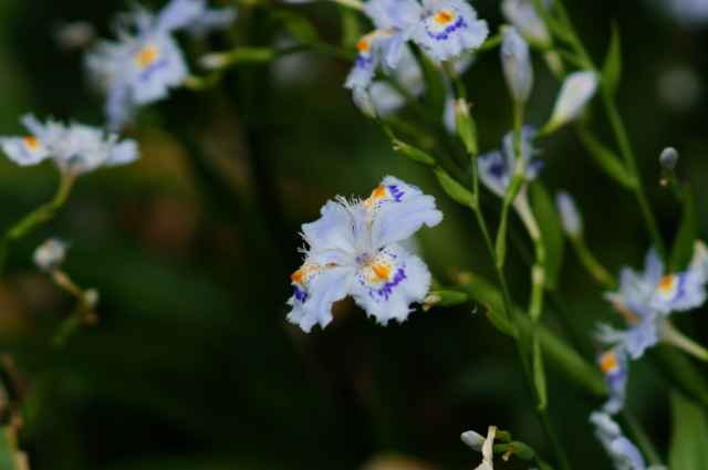 f:id:itokoichi:20130420103651j:image:w320