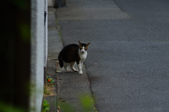 f:id:itokoichi:20130420104314j:image:w320