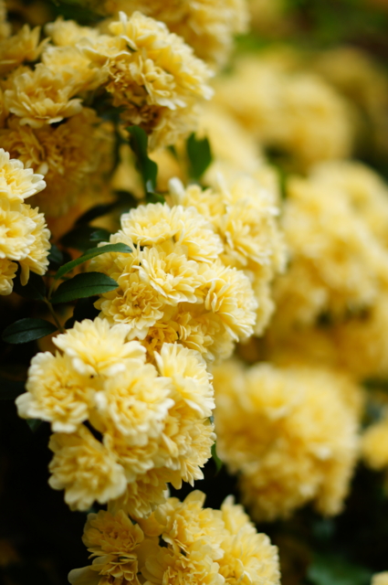 f:id:itokoichi:20130424073414j:image:w240