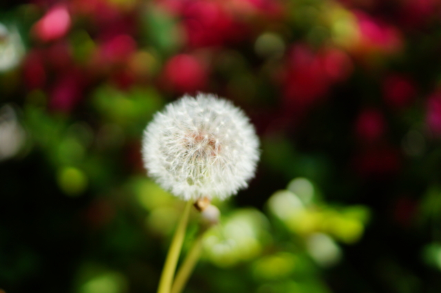 f:id:itokoichi:20130426085109j:image:w320