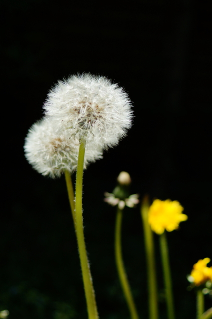 f:id:itokoichi:20130503114200j:image:w240