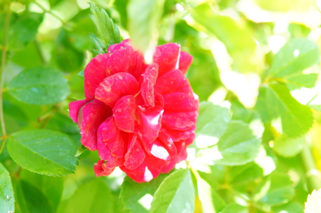 f:id:itokoichi:20130503114714j:image