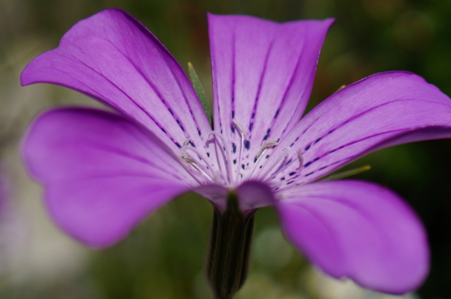 f:id:itokoichi:20130503114805j:image:w320