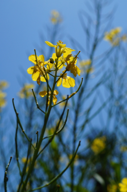 f:id:itokoichi:20130503115711j:image:w240