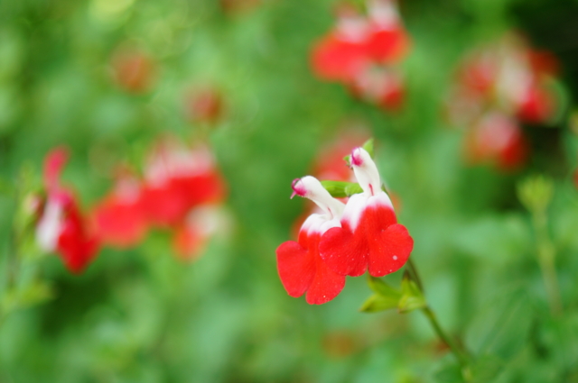 f:id:itokoichi:20130503120308j:image:w320