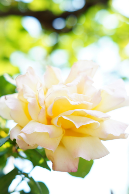 f:id:itokoichi:20130509090911j:image:w240