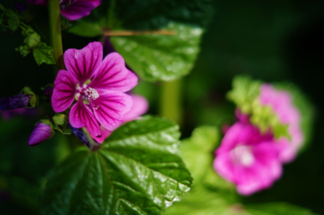 f:id:itokoichi:20130509091135j:image:w320