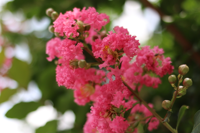f:id:itokoichi:20130726110327j:image
