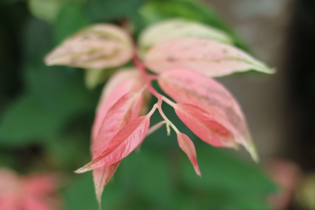 f:id:itokoichi:20130726111618j:image:w320