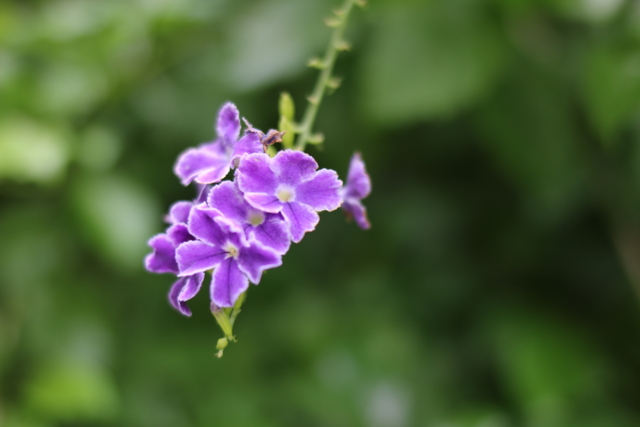 f:id:itokoichi:20130726111823j:image:w320