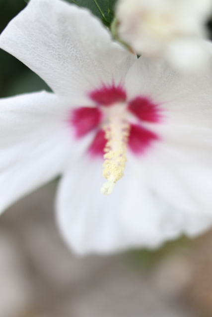 f:id:itokoichi:20130726175745j:image:w240
