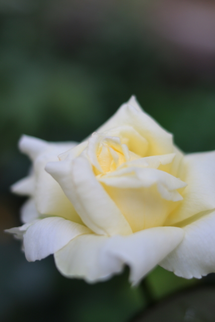 f:id:itokoichi:20130730093616j:image:w240