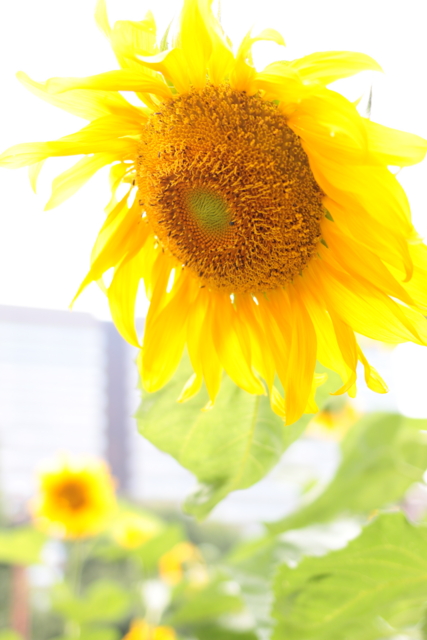f:id:itokoichi:20130730121250j:image