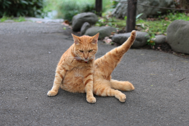 f:id:itokoichi:20130730123856j:image:w320
