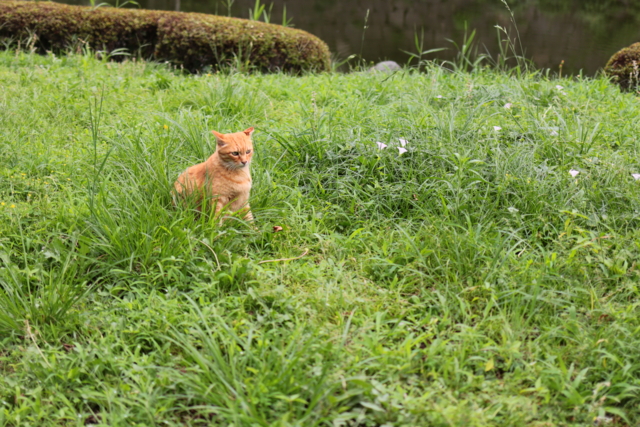 f:id:itokoichi:20130730124133j:image:w320