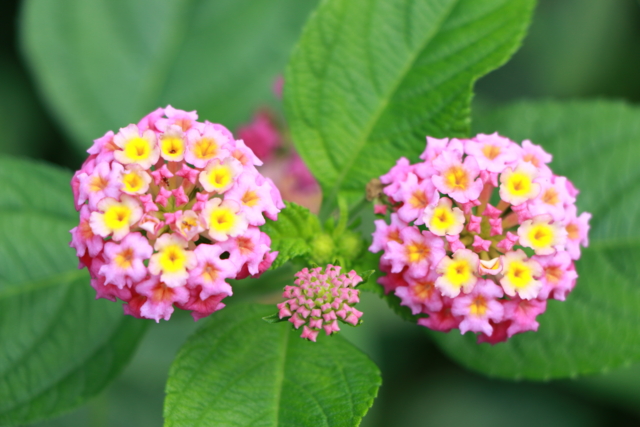 f:id:itokoichi:20130809082324j:image:w320 f:id:itokoichi:20130809082324j:image:w320