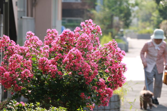 f:id:itokoichi:20130809082412j:image f:id:itokoichi:20130809082412j:image