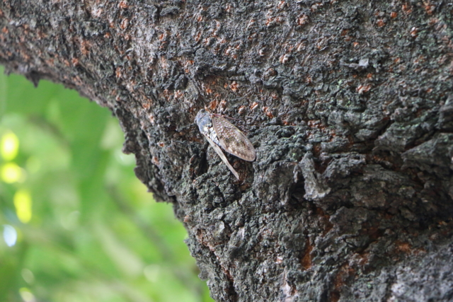 f:id:itokoichi:20130810120546j:image:w320
