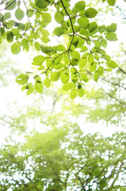 f:id:itokoichi:20130824115505j:image:w240