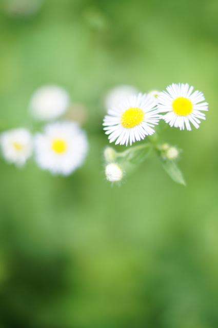 f:id:itokoichi:20130824115700j:image:w240