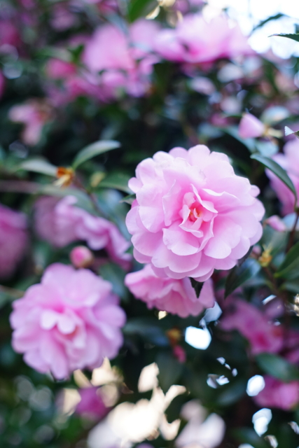 f:id:itokoichi:20131228084843j:image